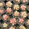 [PACK of 10 PLANTS] x Echeveria 'Avocado Cream'