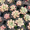 [PACK of 10 PLANTS] x Echeveria 'Avocado Cream'