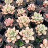 [PACK of 10 PLANTS] x Echeveria 'Avocado Cream'