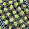 [PACK of 10 PLANTS] x Sempervivum calcareum 'Limelight'