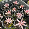 [PACK of 10 PLANTS] x  Echeveria unguiculata (WHITE FORM) (XS)