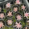 [PACK of 10 PLANTS] x  Echeveria unguiculata (WHITE FORM) (XS)