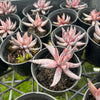 [PACK of 10 PLANTS] x  Echeveria unguiculata (WHITE FORM) (XS)