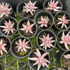 [PACK of 10 PLANTS] x  Echeveria unguiculata (WHITE FORM) (XS)