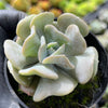 Echeveria 'Cubic Frost' (PLANT)