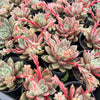 [PACK of 10 PLANTS] x Echeveria 'Chocolate Lady'