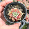 [PACK of 10 PLANTS] x Echeveria 'Chocolate Lady'