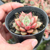 [PACK of 10 PLANTS] x Echeveria 'Chocolate Lady'