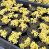 [PACK of 10 PLANTS] x Sedum makinoi 'Ogon'