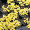 [PACK of 10 PLANTS] x Sedum makinoi 'Ogon'