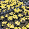 [PACK of 10 PLANTS] x Sedum makinoi 'Ogon'