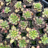 [PACK of 10 PLANTS] x Aeonium 'Lemon-Lime' (aka. A. Starburst)