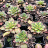[PACK of 10 PLANTS] x Aeonium 'Lemon-Lime' (aka. A. Starburst)