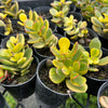 [PACK of 10 PLANTS] x Crassula ovata crosby's compact variegate
