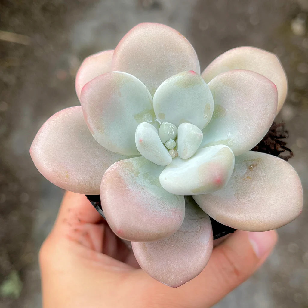 [PACK of 10 PLANTS] x Graptosedum miul