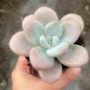 [PACK of 10 PLANTS] x Graptosedum miul