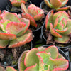 [PACK of 10 PLANTS] x  Echeveria 'Dick's Pink'