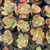 [PACK of 10 PLANTS] x  Echeveria 'Dick's Pink'