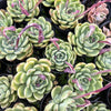 [PACK of 10 PLANTS] x Echeveria 'Purple Rose'