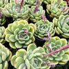 [PACK of 10 PLANTS] x Echeveria 'Purple Rose'