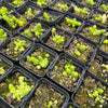 [PACK of 10 PLANTS] x Sedum greggi