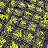 [PACK of 10 PLANTS] x Sedum greggi