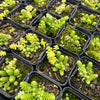 [PACK of 10 PLANTS] x Sedum greggi