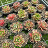 [PACK of 10 PLANTS] x Echeveria secunda x puebla