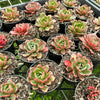 [PACK of 10 PLANTS] x Echeveria secunda x puebla