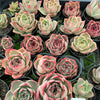 [PACK of 10 PLANTS] x Echeveria 'Jade Star'
