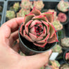 [PACK of 10 PLANTS] x Echeveria 'Jade Star'