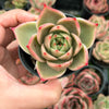 [PACK of 10 PLANTS] x Echeveria 'Jade Star'