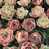 [PACK of 10 PLANTS] x Echeveria 'Jade Star'