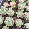 [PACK of 10 PLANTS] x Echeveria 'White Dragon'