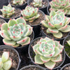 [PACK of 10 PLANTS] x Echeveria 'White Dragon'