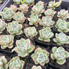[PACK of 10 PLANTS] x Echeveria 'White Dragon'