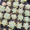 [PACK of 10 PLANTS] x Echeveria 'White Dragon'