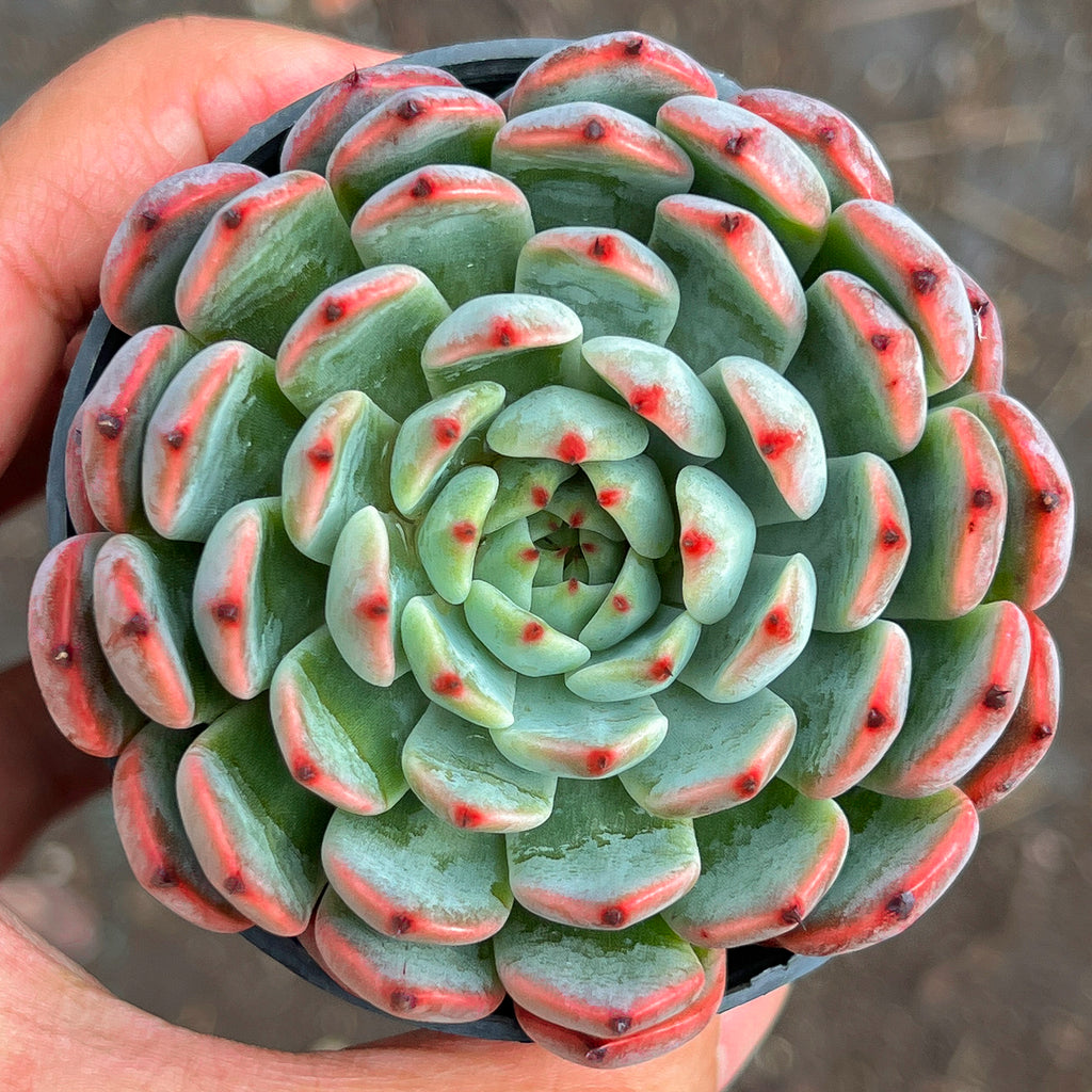 succulent korea Echeveria Pipa Fairy