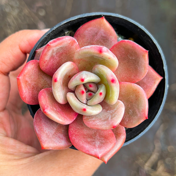Echeveria White Night Champagne