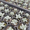 [PACK of 10 PLANTS] x Crassula 'Morgan's Beauty'