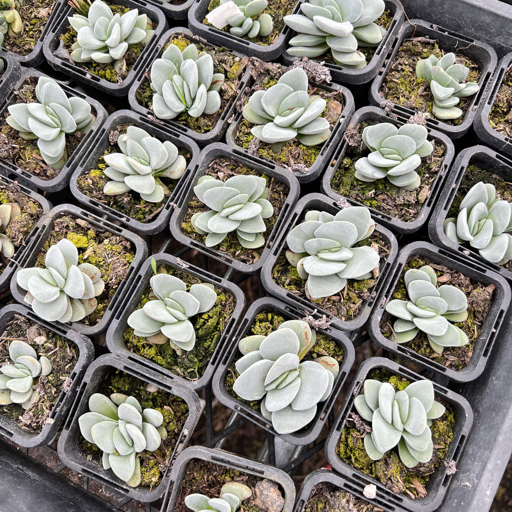 [PACK of 10 PLANTS] x Crassula 'Morgan's Beauty'