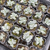 [PACK of 10 PLANTS] x Crassula 'Morgan's Beauty'