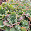 [PACK of 10 PLANTS] x Echeveria 'Verrugas'