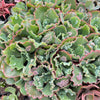 [PACK of 10 PLANTS] x Echeveria 'Verrugas'