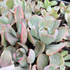 [PACK of 10 PLANTS] x Echeveria Decora