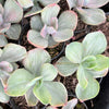 [PACK of 10 PLANTS] x Echeveria Decora
