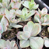 [PACK of 10 PLANTS] x Echeveria Decora
