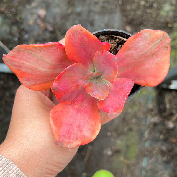 Echeveria 'Red Phoenix' Variegated
