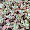 Echeveria Linguas (Bump leaf)(Young plant)