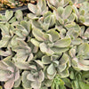 [PACK of 10 PLANTS] x Echeveria Decora